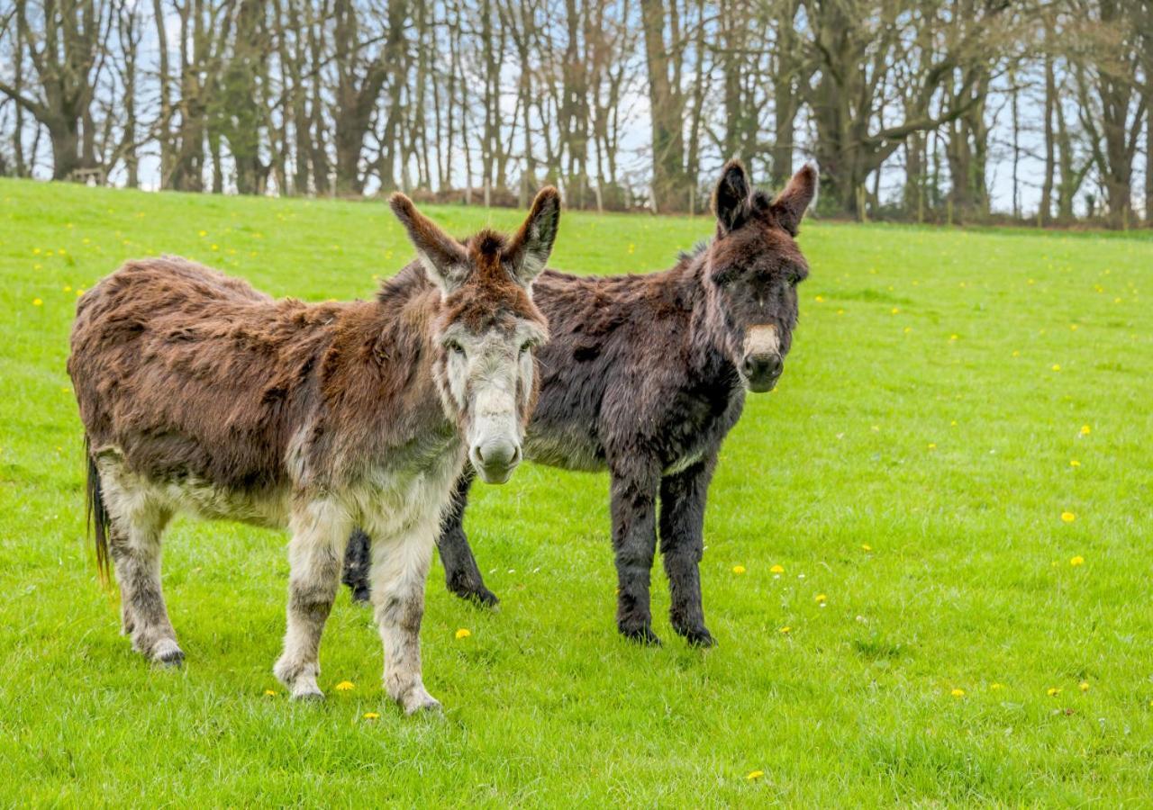 Usk Barn Lägenhet Llanbadoc Exteriör bild